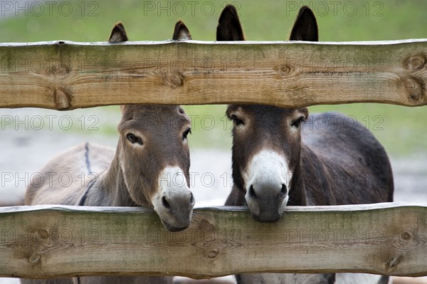 Donkey, ass
