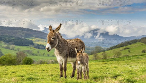 Young donkey, foal, 3 weeks old, with its mother in the pasture