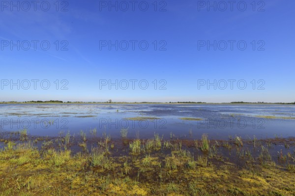 Zicksee in summer, blue sky, Sankt Andrä am Zicksee, Seewinkel, Northern Burgenland, Lake