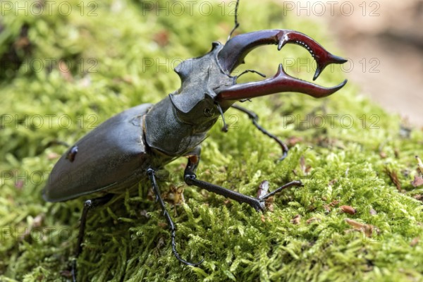 Stag beetle (Lucanus cervus), horned beetle, fire beetle, male with large mandibles, upper jaw,