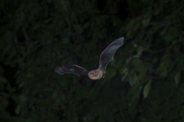 Common pipistrelle (Pipistrellus pipistrellus) hunting insects in front of deciduous forest,