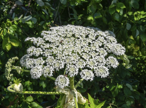 Flowering giant hogweed, (Heracleum mantegazzianum) an invasive species that is difficult to