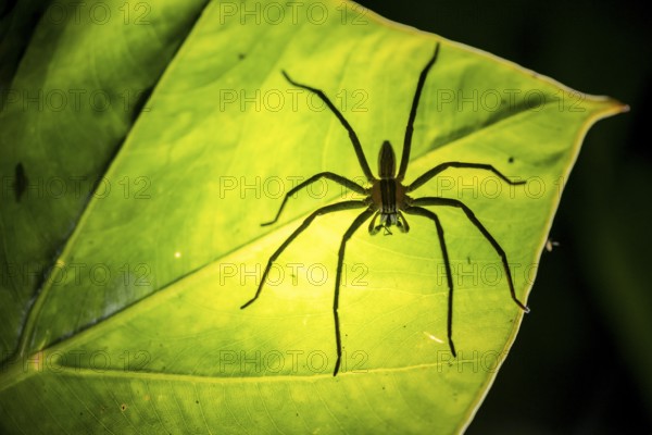 Creepy night shot, silhouette of a spider from below on a leaf, Getazi comb spider or Getazi banana