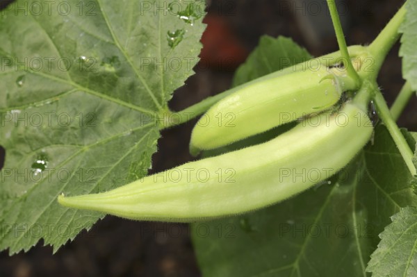 Okra or vegetable marshmallow (Abelmoschus esculentus, Hibiscus esculentus), okra pod, vegetable