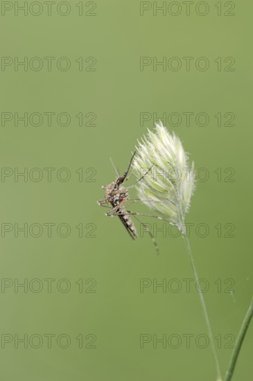 Mosquito (Aedes spec.), North Rhine-Westphalia, Germany, Europe