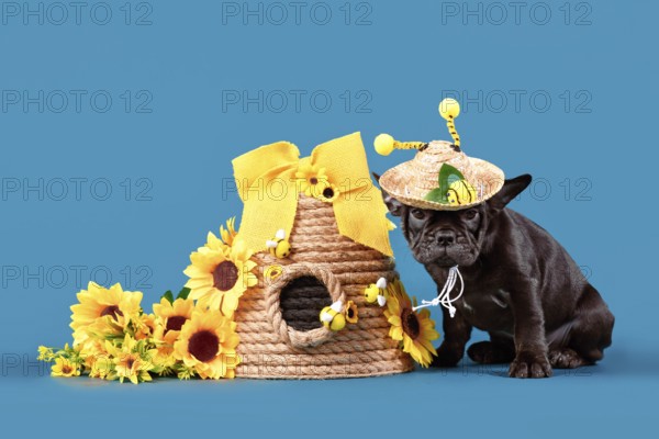 Black French Bulldog dog puppy with bee summer straw hat with antlers sitting next to beehive and