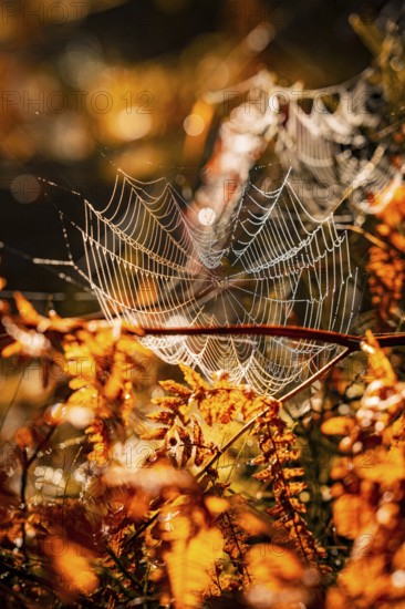 Spider web glows in the sunlight between autumnal plants, Black Forest, Germany, Europe