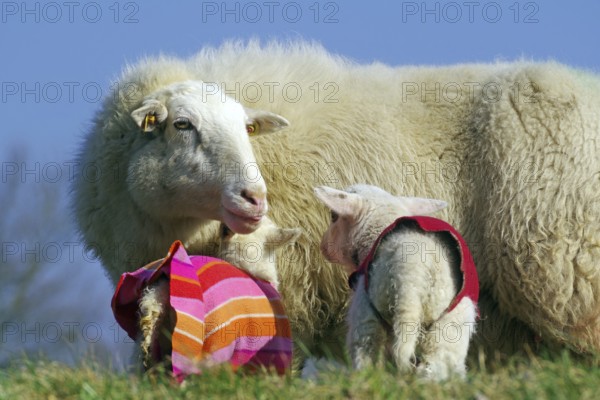 Ewe and lambs in colourful jumpers on a green meadow under a blue sky, Elbe dike, Hitzacker,