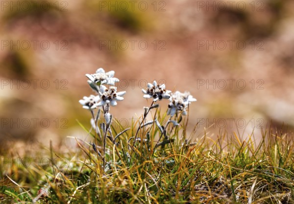 Alpine edelweiss (Leontopodium nivale), Catinaccio, Dolomites, South Tyrol, Italy, Europe