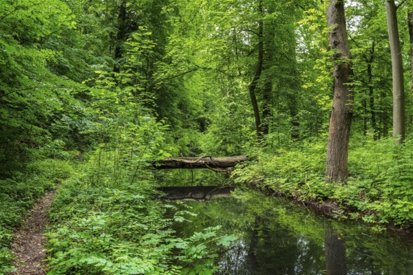 Landscape at Hellsee in Lanke, Bernau, Brandenburg, Germany, Europe