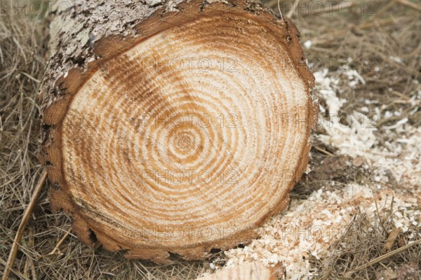 Tree growth rings shown in felled timber