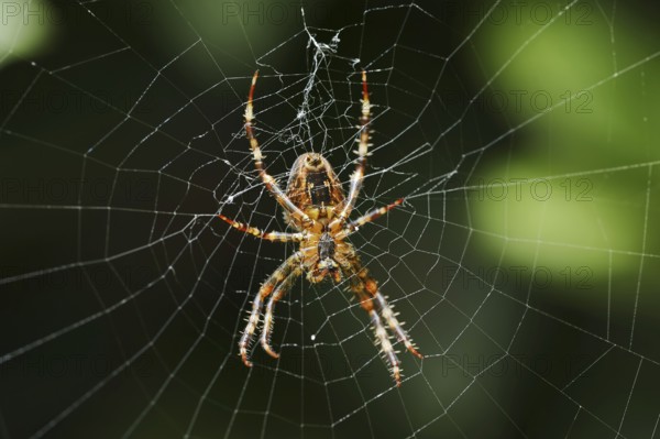 European garden spider (Araneus diadematus), female in web, North Rhine-Westphalia, Germany, Europe