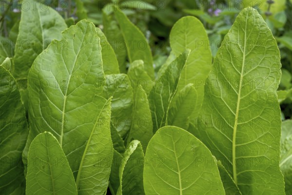 Horseradish (Armoracia rusticana), North Rhine-Westphalia, Germany, Europe