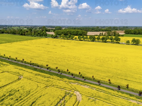 The avenue cycle path between Xanten and Marienbaum, Kalkar, on the Lower Rhine, former railway
