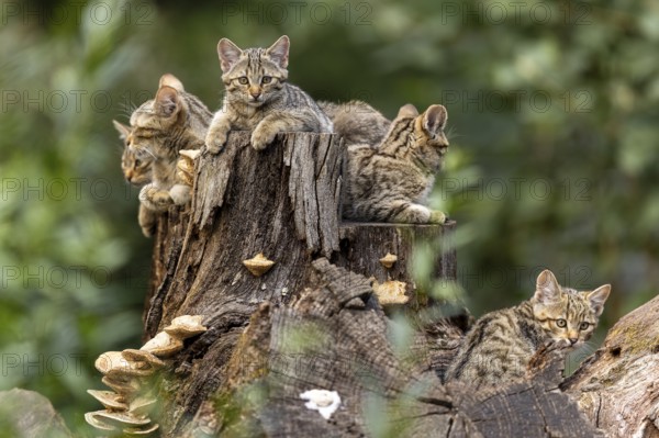 Five cats on a tree trunk, one looking curiously, forest and overgrown tree trunk, wildcat (Felis