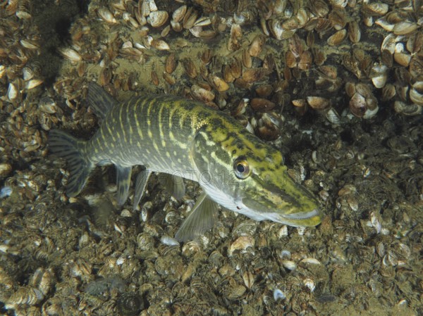A pike (Esox lucius) swims over a bottom full of mussels, quagga mussel (Dreissena rostriformis