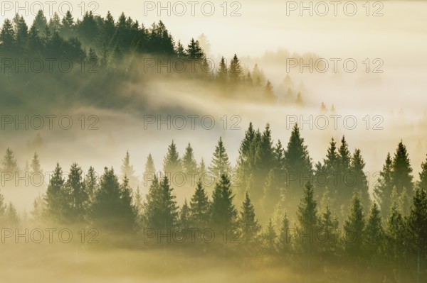 Fog and forest in Oberägeri in the canton of Zug, Switzerland, Europe