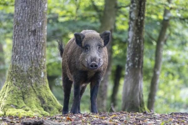 Wild boar (Sus scrofa), boar, Vulkaneifel, Rhineland-Palatinate, Germany, Europe