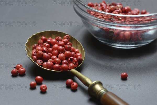 Pink Pepper berries, Red Pepper in spoon, Schinus berries