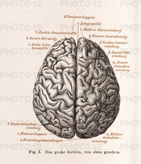 Medicine, anatomy, illustration, human brain from above, brain, cerebrum with detailed