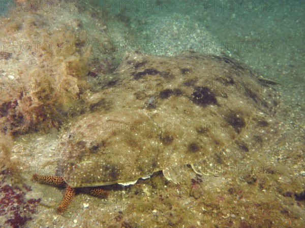 Well camouflaged flounder, eye-butt (Bothus ocellatus), lies between sand and marine growth. Dive