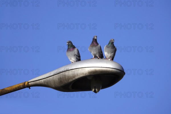 Three city pigeons on a street lamp, winter, Germany, Europe