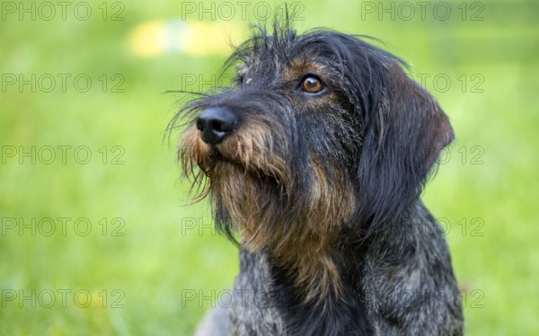 Rough-haired dachshund (Canis lupus familiaris) puppy, male, 3 years, animal portrait, meadow,