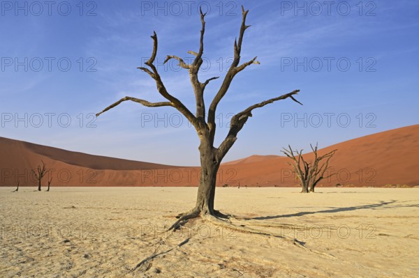 Dead camel thorn tree in the Deadvlei, Namib Desert, Namibia, Africa