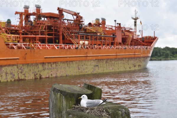 Gull, Black-legged Kittiwake breeding on the Kiel Canal, Kiel Canal, NOK, Schleswig-Holstein,