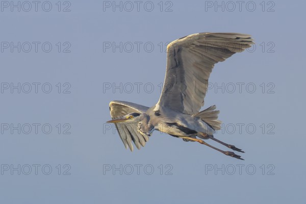 Grey heron (Ardea cinerea), adult, in flight, wildlife, nature photography, heron, water bird,