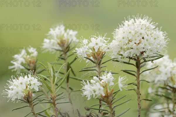 Swamp spurge (Rhododendron tomentosum, Ledum palustre), inflorescences, North Rhine-Westphalia,