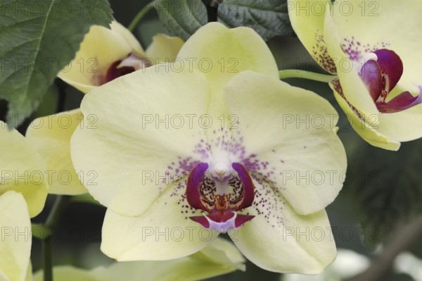 Butterfly orchid (Phalaenopsis), flower, houseplant, North Rhine-Westphalia, Germany, Europe