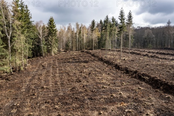 Area in the Arnsberg Forest near Rüthen-Nettelstädt, Soest district, reforestation, over 2500