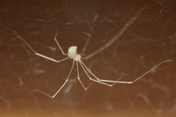 Long-legged cellar spider (Pholcus phalangioides), North Rhine-Westphalia, Germany, Europe