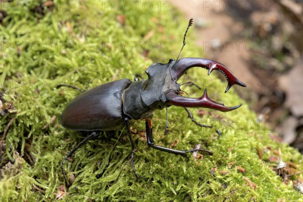 Stag beetle (Lucanus cervus), horned beetle, fire beetle, male with large mandibles, upper jaw,