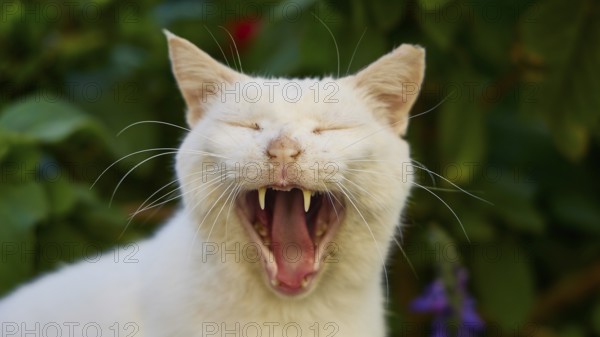 Close-up of a yawning white cat showing its teeth, surrounded by green leaves, cats, Rhodes Old