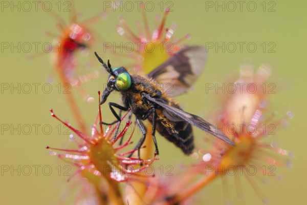 Oblong-leaved sundew (Drosera intermedia), with insect as prey, with a twin-lobed deerfly (Chrysops