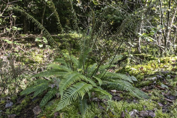 Ribbed fern (Blechnum spicant), Emsland, Lower Saxony, Germany, Europe