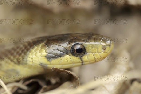 Aesculapian snake (Zamenis longissimus, Elaphe longissima), portrait, Baden-Württemberg, Germany,