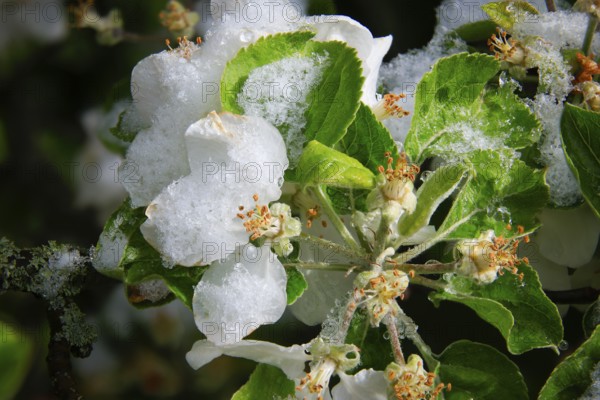 Apple blossoms on a tree in an orchard in the Eastern Ore Mountains. A cold snap led to late