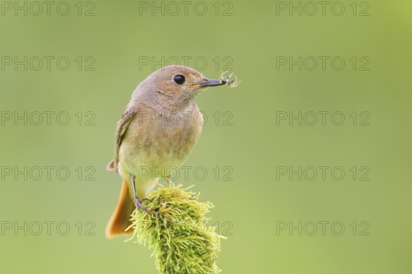 Common redstart (Phoenicurus phoenicurus), female with food on a mossy branch, songbird, wildlife,