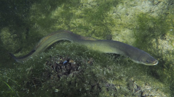 European eel (Anguilla anguilla) swimming along the aquatic plants and rocky bottom. Dive site