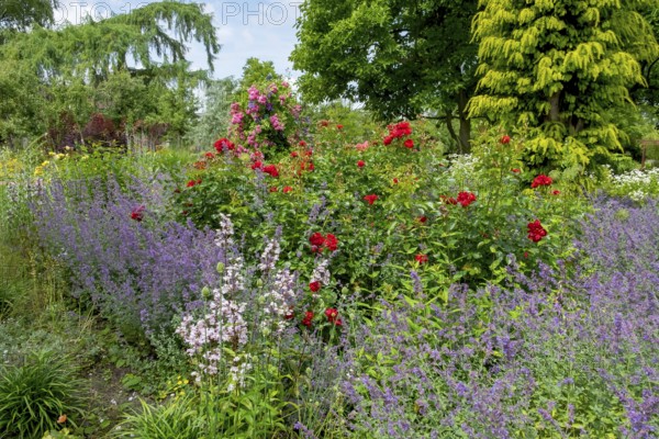 Perennial bed with roses and catmint, Burgsteinfurt district educational garden, Münsterland, North