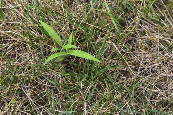 Top view and close-up of Digitaria ciliaris, Crabgrass growing in distressed Poa pratensis,