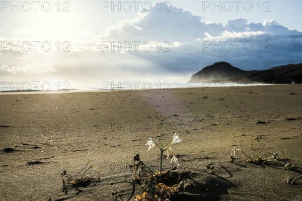 Lonely beach, Spiaggia Feraxi, sunrise, Capo Ferrato, Muravera, Province of Cagliari, Sardinia,