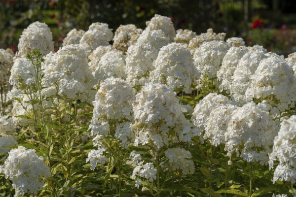 Common viburnum (Viburnum opulus), North Rhine-Westphalia, Germany, Europe