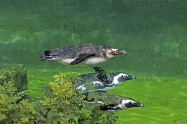 African penguin (Spheniscus demersus), swimming, captive