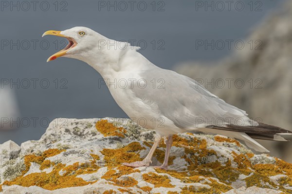 Herringgull (Larus argentatus) screaming on a rock at the edge of a cliff. Camaret, Crozon,