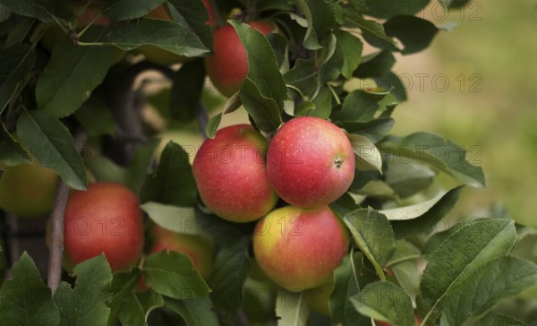 Close-up, Golden Delicious apple variety, apple orchard, fruit orchard, agriculture, agribusiness,