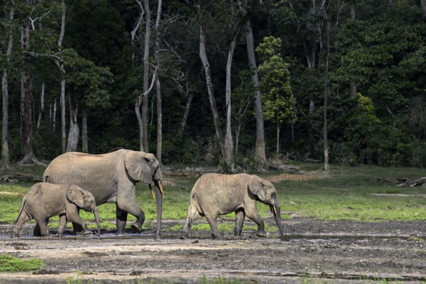African forest elephants (Loxodonta cyclotis) in the Dzanga Bai forest clearing, Dzanga-Ndoki